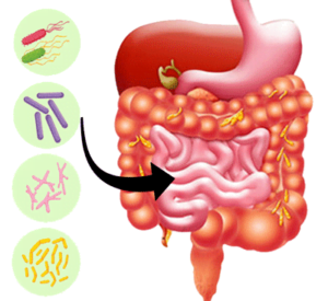 Types of microorganisms in our Gut Microbiome